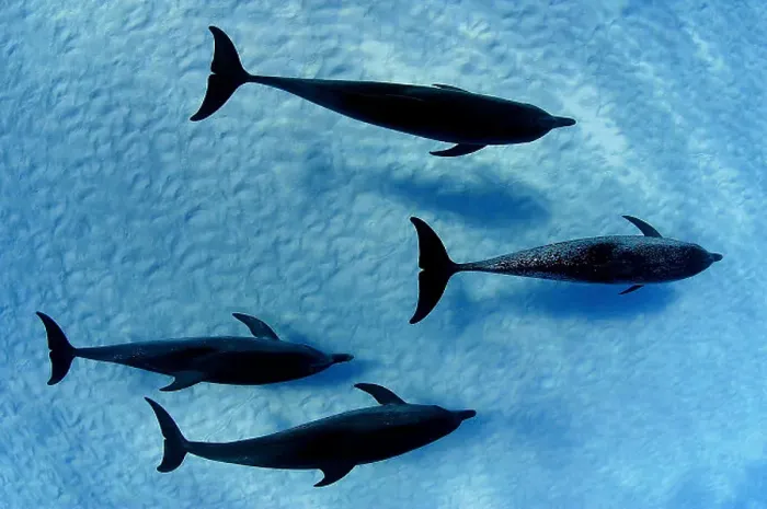 Framed Print : Atlantic Spotted Dolphins Print Framed Print : Atlantic Spotted Dolphins Print
