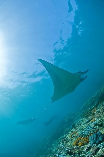 Group of manta rays in blue water, Komodo, Indonesia
