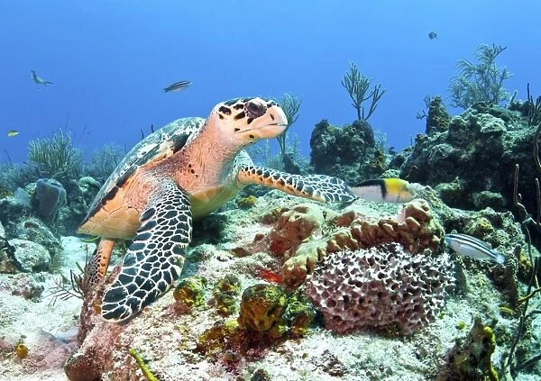 Hawksbill Turtle feeding on sponge in Caribbean Sea, Mexico