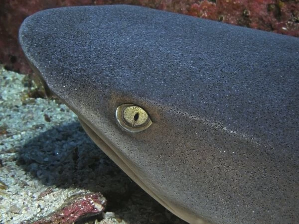 Head of a whitetip reef shark at Cocos Island, Costa Rica