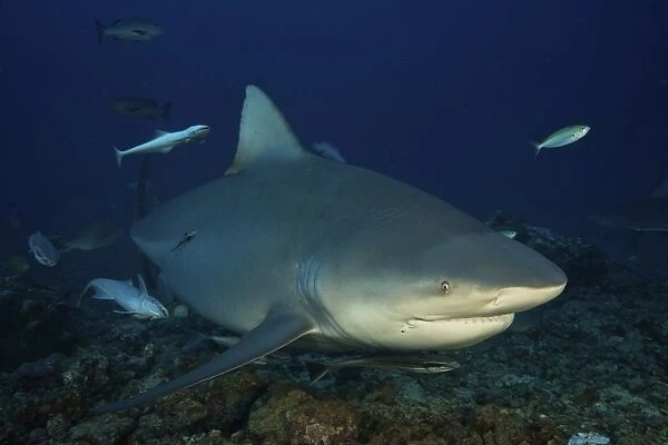 A huge bull shark with accompanying remora, Fiji