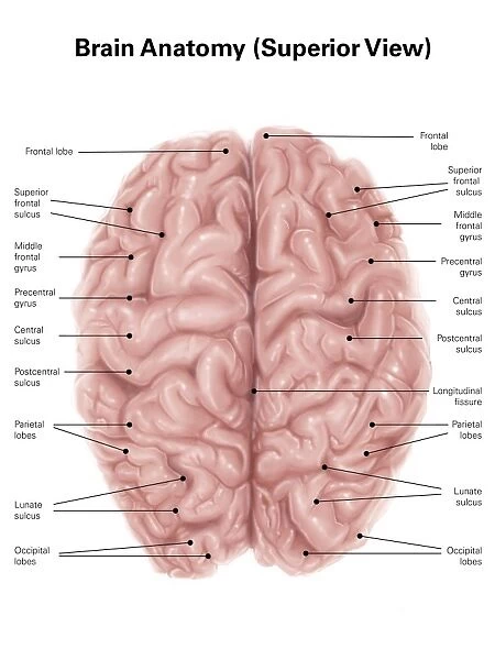 Human brain anatomy, superior view