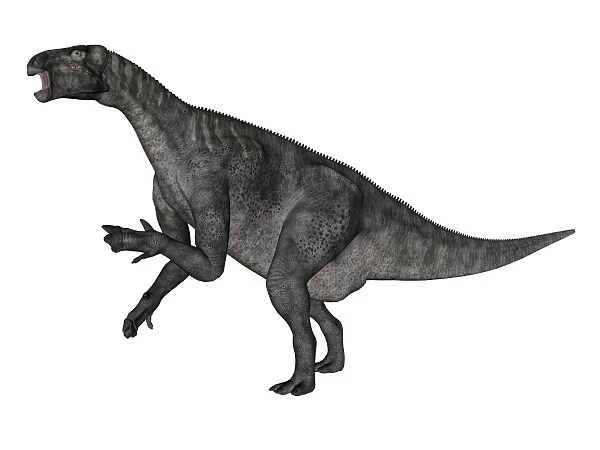 Iguanodon dinosaur rearing up, white background