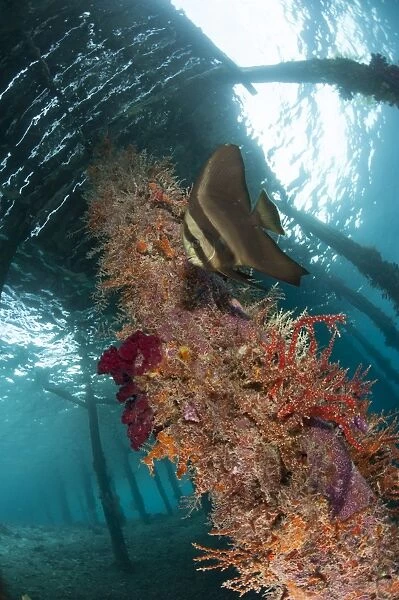 A juvenile golden spadefish against a coral encrusted strut under Arborek Jetty
