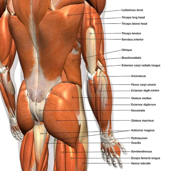 https://www.mediastorehouse.co.uk/p/695/labeled-anatomy-chart-male-lower-muscles-41713275.jpg.webp