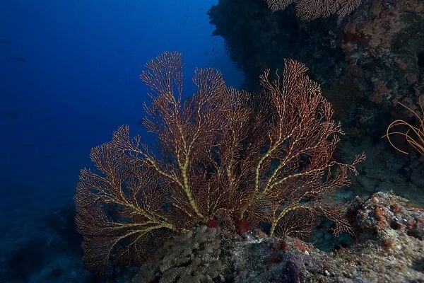 A large gorgonian sea fan on a Fijian reef