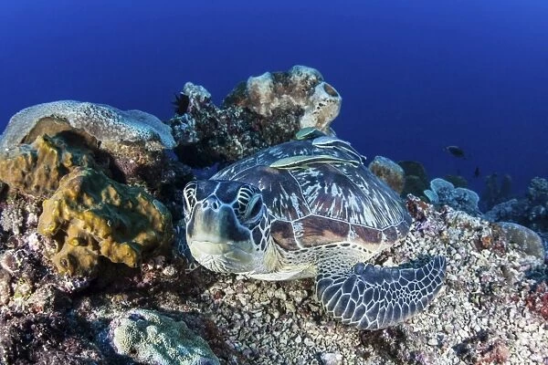 A large green sea turtle lays on the reef near Sulawesi, Indonesia
