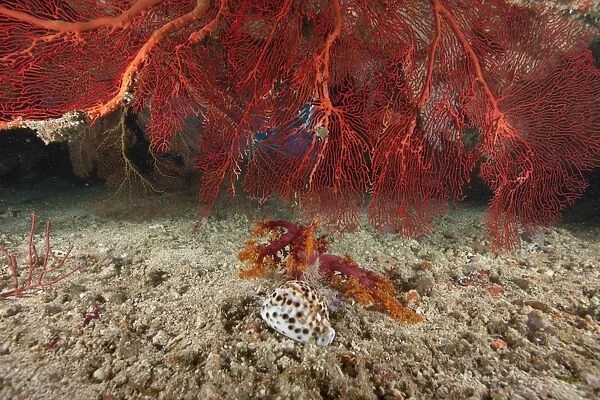 A large red gorgonian sea fan and tiger cowrie in waters off Fiji