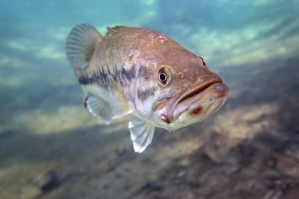 A largemouth bass faces swimming in Ponce de Leon Springs, Florida