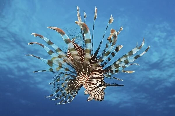 Lionfish displays its poisonous spines, Fiji