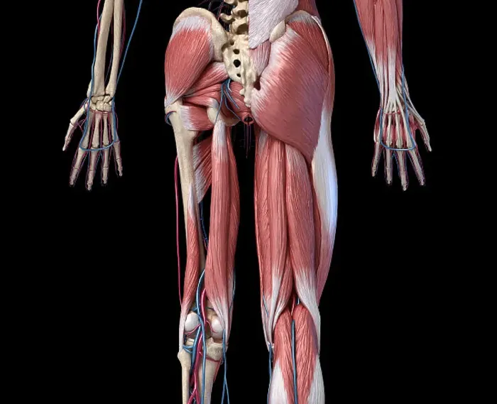 Framed Print : Low Section Rear View Human Limbs Print Framed Print : Low Section Rear View Human Limbs Print