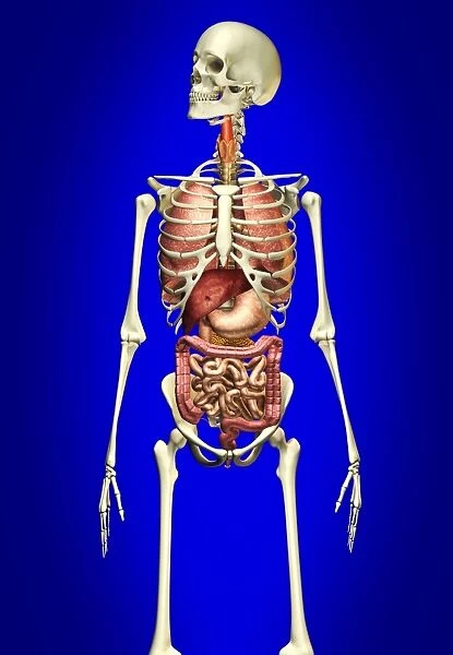 Male skeleton with internal organs on blue background