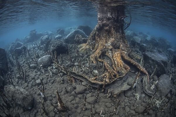 Mangrove roots rise from the seafloor of an island in Indonesia