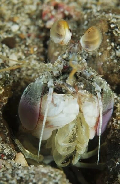 Mantis shrimp sticking head out of its lair, North Sulawesi