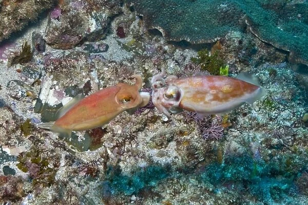 Mating orange cuttlefish, Byron Bay, Australia
