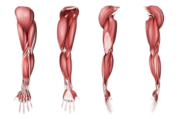 Medical illustration of human arm muscles, four side views