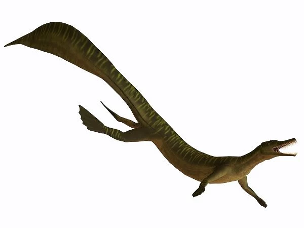 Mesosaurus, an aquatic reptile from the Early Permian period