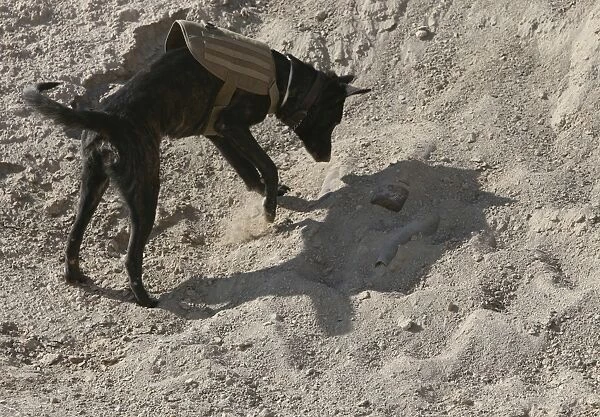 A military working dog searches an area for simulated explosives