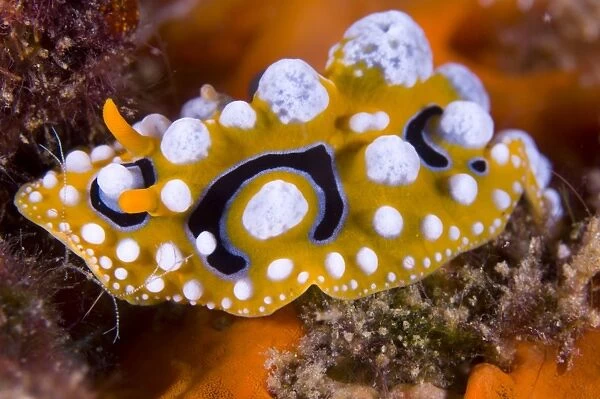 Nudibranch on coral, Papua New Guinea