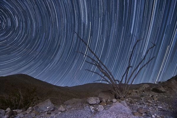 An octotillo backdropped by star tails in Anza Borrego Desert State Park