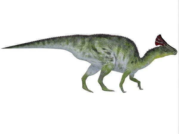 Olorotitan, a duckbilled dinosaur from the Cretaceous Period