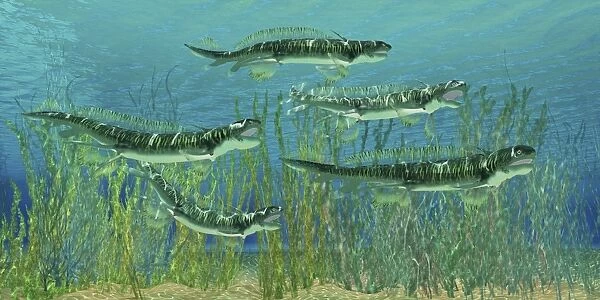 Orthacanthus was a freshwater shark that thrived in the Devonian Period