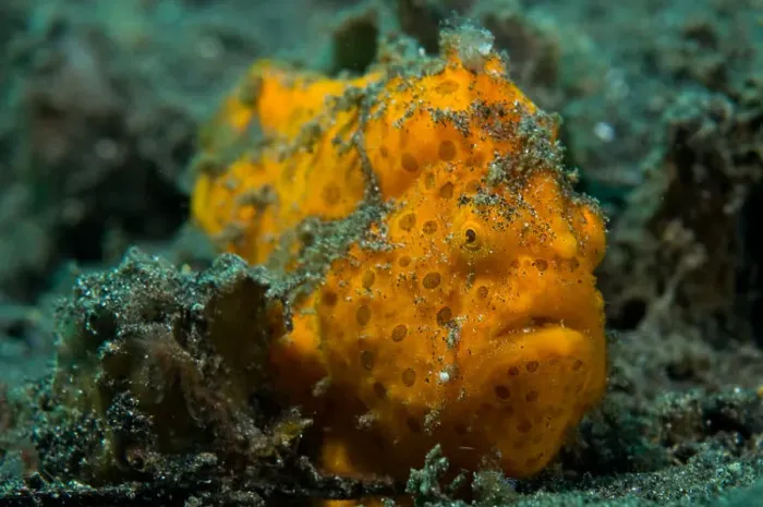 Framed Print : Painted Frogfish Print, Lembeh Strait Framed Print : Painted Frogfish Print, Lembeh Strait