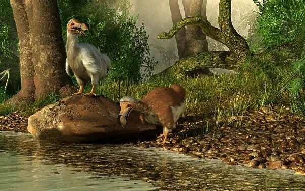 A pair of Dodo birds drinking at a river