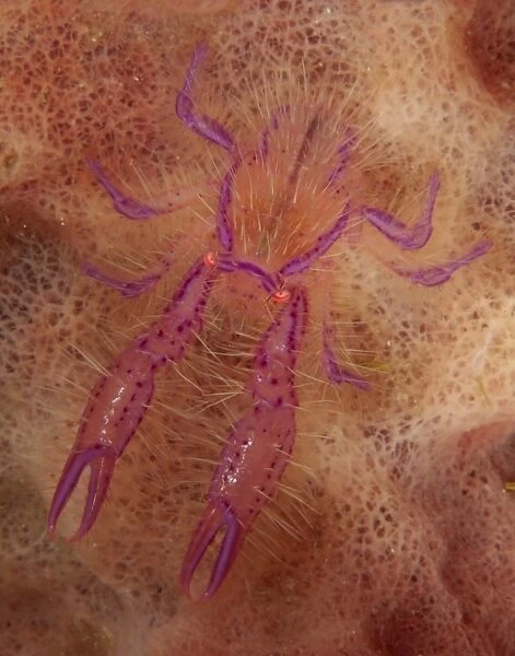 Pink hairy squat lobster on sponge, North Sulawesi, Indonesia