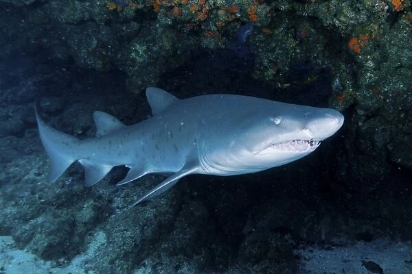 Ragged-tooth shark under a colorful coral ledge, South Africa
