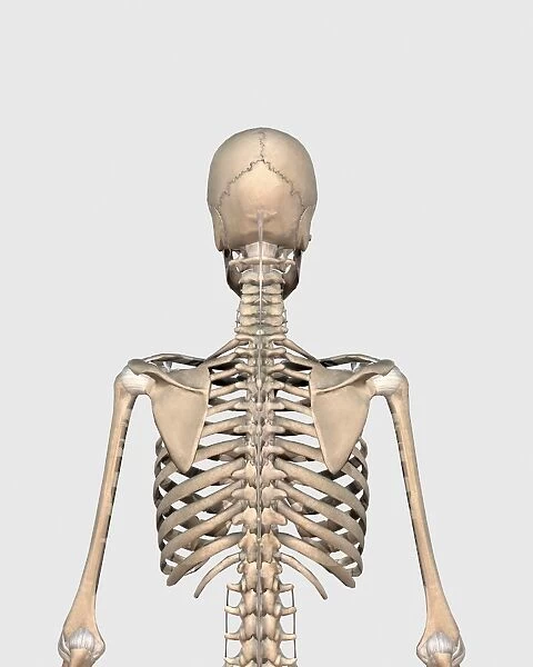 Rear view of human skeletal system showing upper back