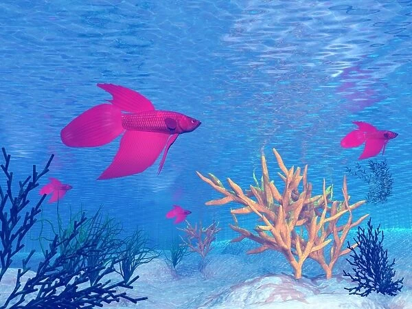 Several red betta fish swimming underwater