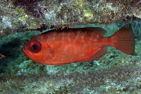 A red Bigeye hovers under a coral reef ledge