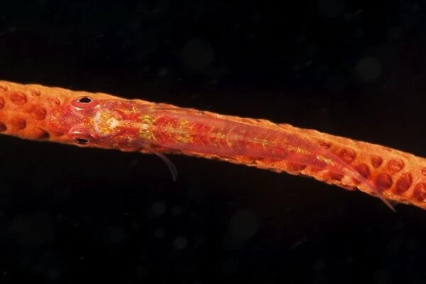 Red goby sitting motionless on whip coral, Fiji