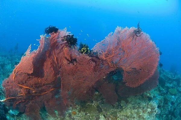 A red sea fan with crinoid feather stars, Papua New Guinea