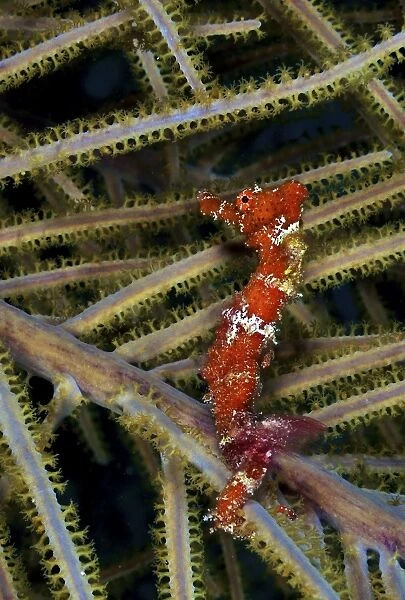 Red seahorse on Caribbean reef