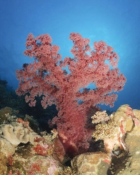 Red soft coral, Australia