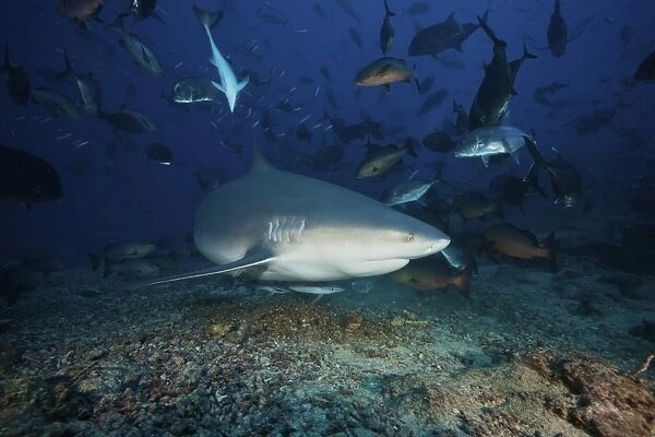 Reef fish scatter as a large bull shark searches for food on the ocean floor