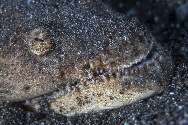 A Reptilian snake eel hides in sand