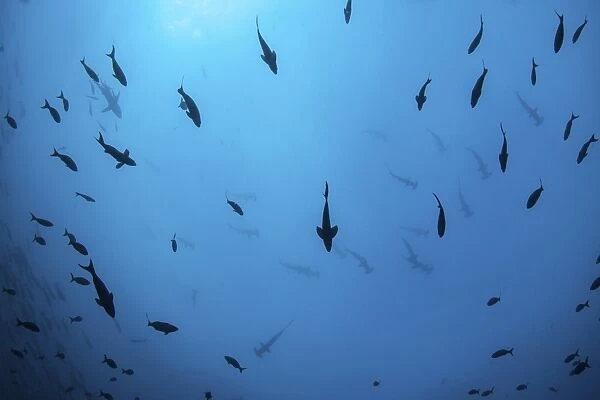Scalloped hammerhead sharks swim near Cocos Island, Costa Rica