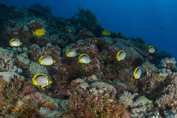 School of butterflyfish and rabbit fish over colorful reef