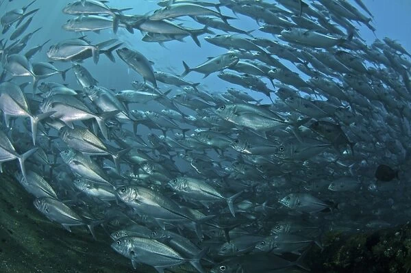 School of trevally swimming by, Bali, Indonesia