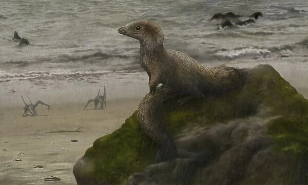 Sciurumimus, a possible baby megalosaurid theropod