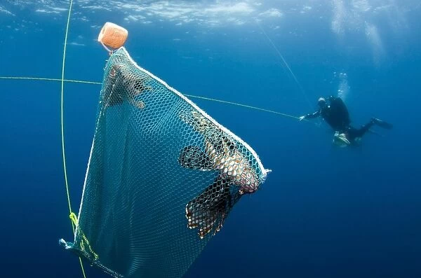 Scuba diver nets invasive Indo-Pacific lionfish off the coast of North Carolina