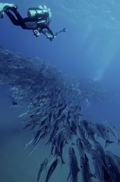 Scuba diver swimming over a massive school of jack fish