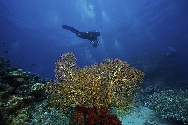 A scuba diver swims past a large yellow gorgonian fan, Fiji