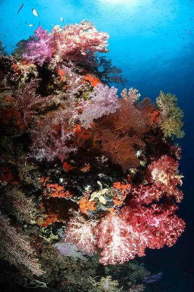 Sea fans and soft coral, Fiji