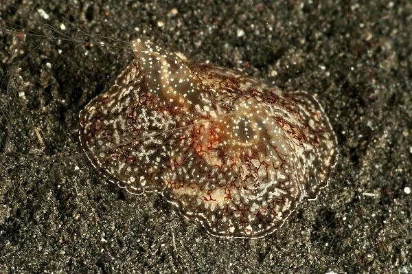 Sea hare with extended filaments, North Sulawesi
