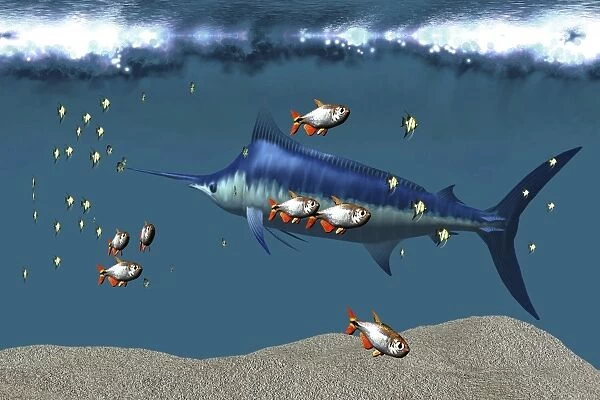 Small fish accompany a blue marlin in an ocean world habitat