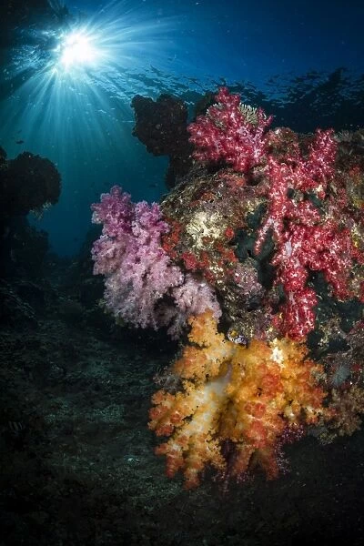 Soft coral and sunburst in Raja Ampat, Indonesia